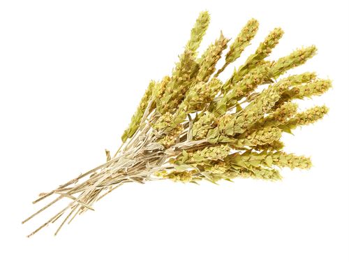 Grčki planinski čaj cijele metlice